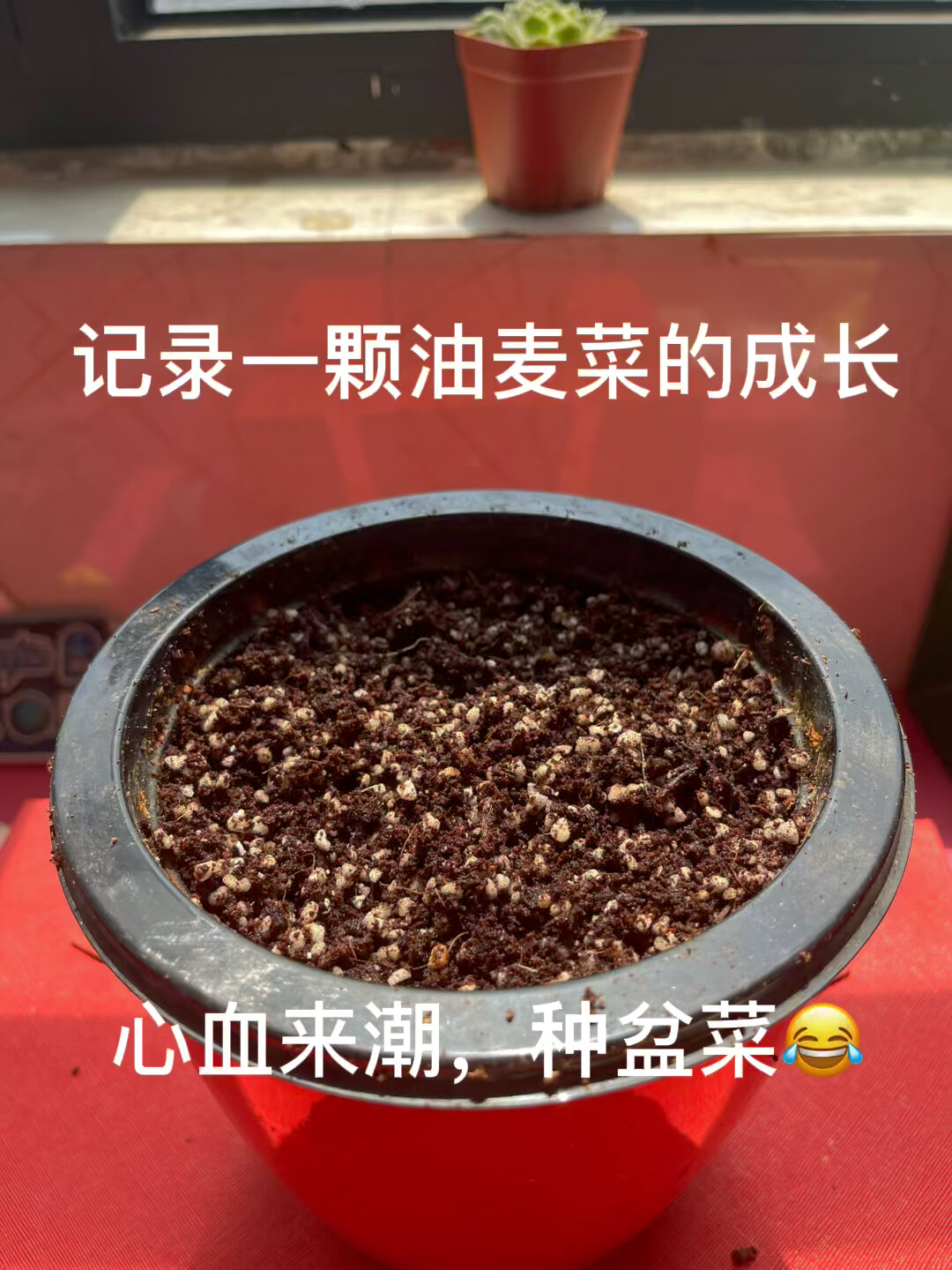 记录一颗油麦菜的生长过程