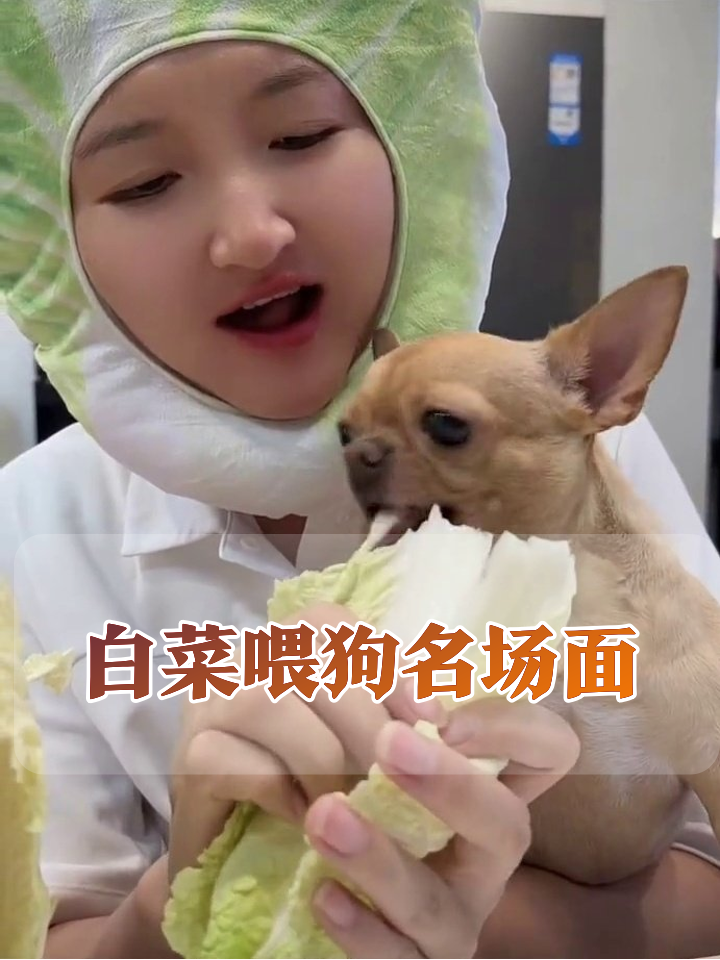 白菜成精现场:主人戴菜头套喂狗啃白菜