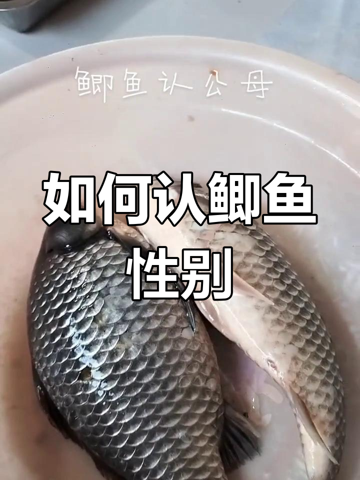 鲫鱼公母辨别技巧