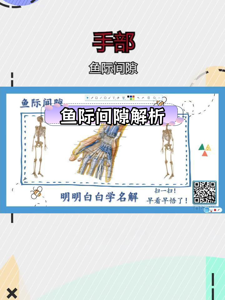 鱼际间隙的解剖结构与功能