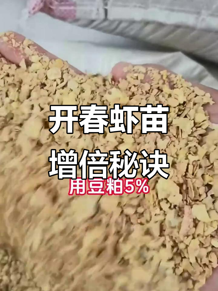 春季虾苗爆满塘的秘密,教你如何用味料配方提升养殖效益