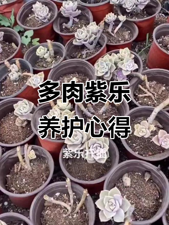 紫乐多肉植物繁殖与造型技巧,轻松打造个性种植