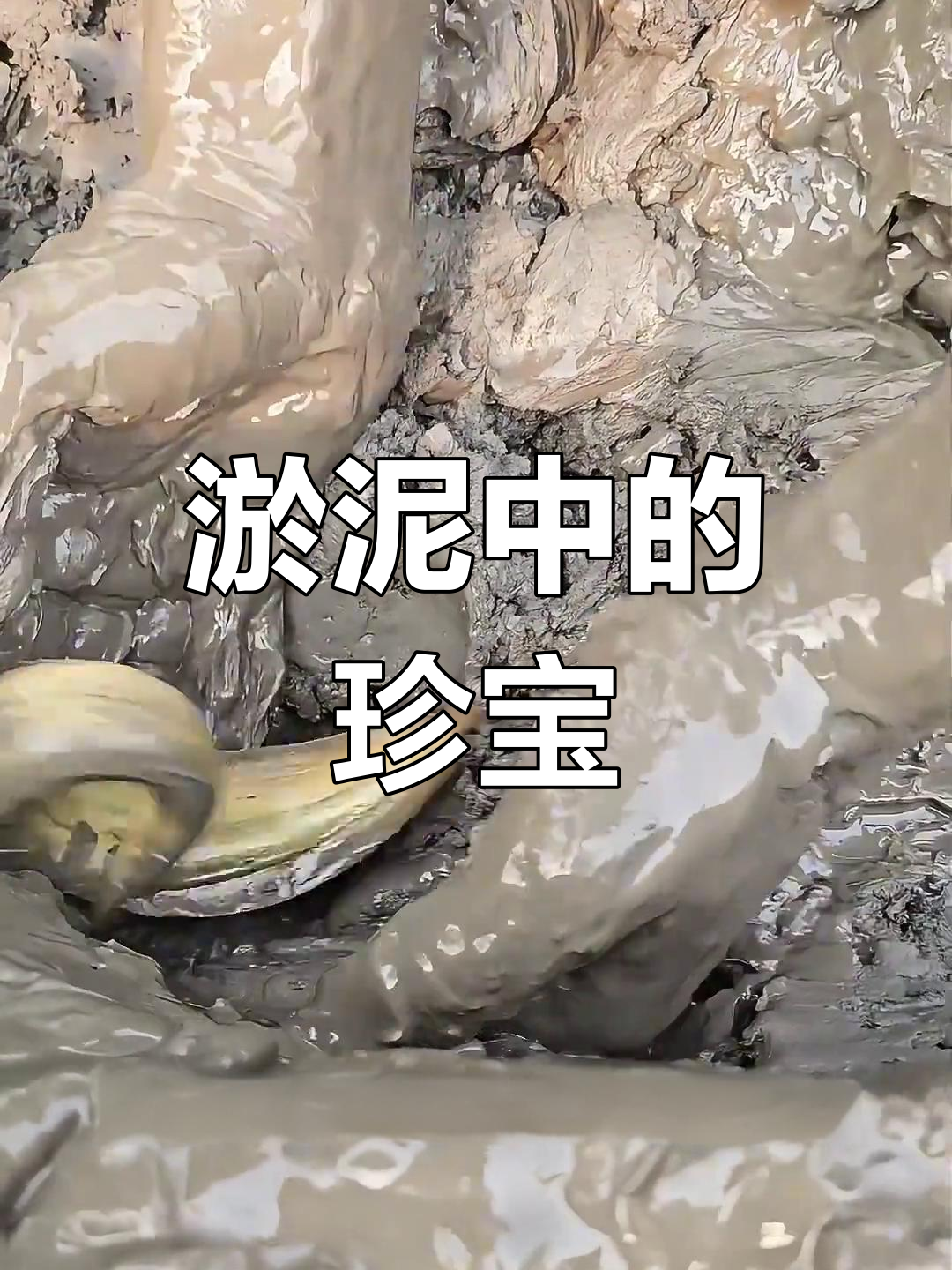 川西翻泥抓刀鳅,背上有锋利稻子,价格惊人