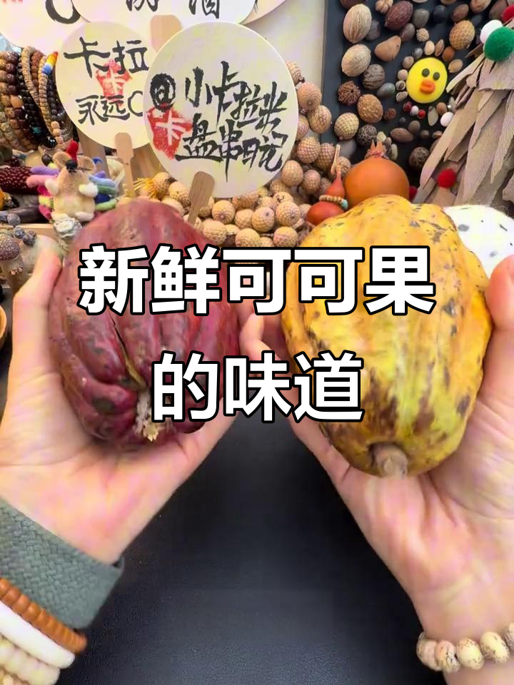 可可果尝鲜:酸甜如山竹,巧克力原料竟是这种味道