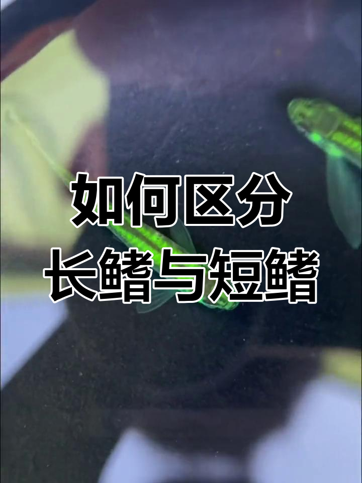 长鳍短鳍斑马鱼的区别解析