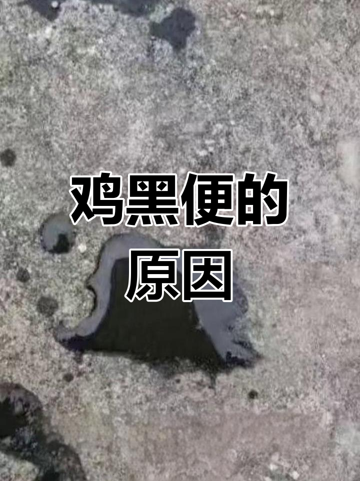 黑便与鸡肠道出血,原因及影响分析