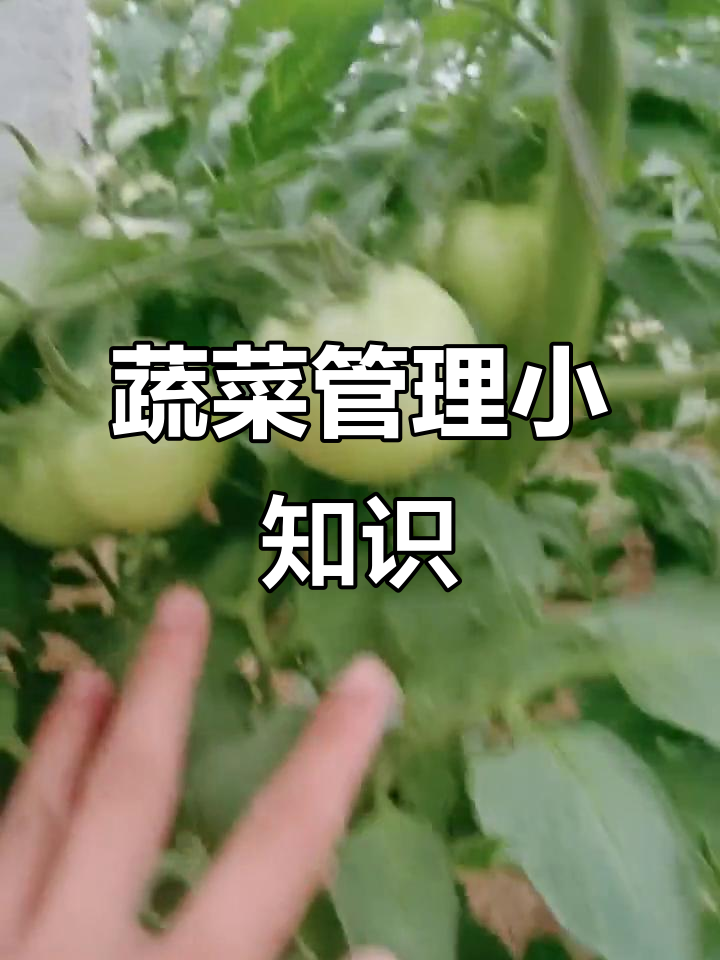 蔬菜栽培技巧:如何避免秧子过密影响果实发育