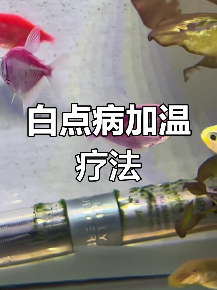 热带鱼白点病治疗法:升温治愈