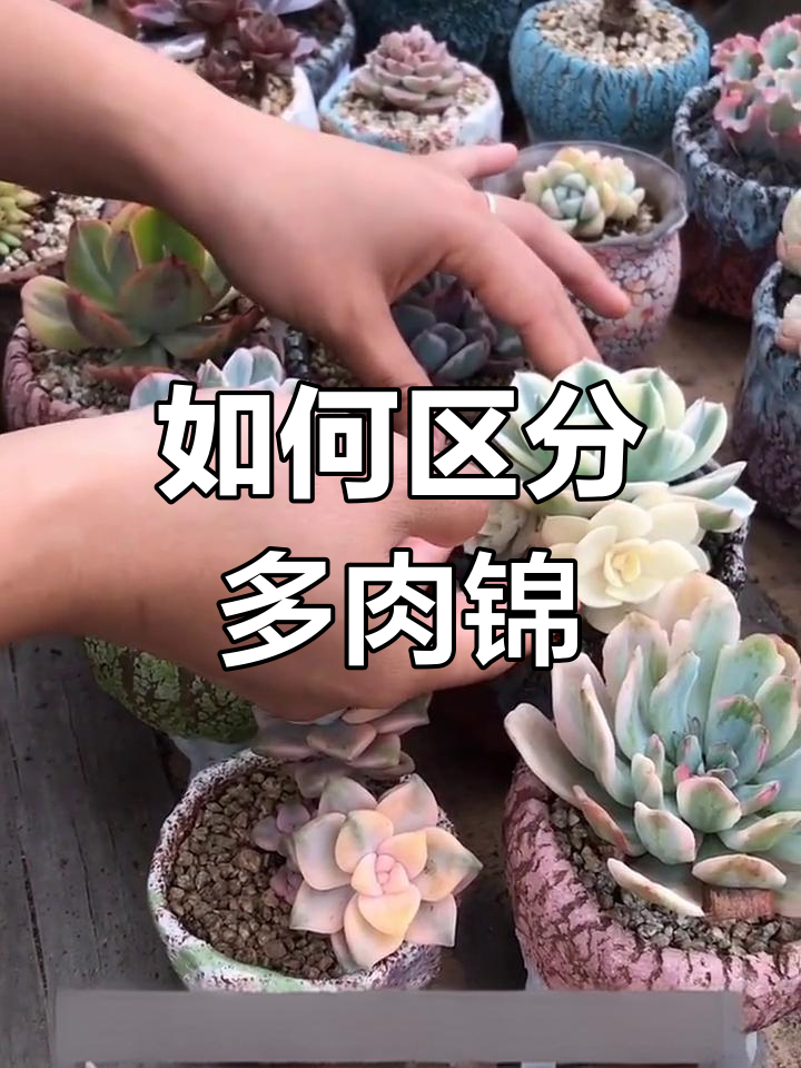 多肉锦与药锦的区别解析
