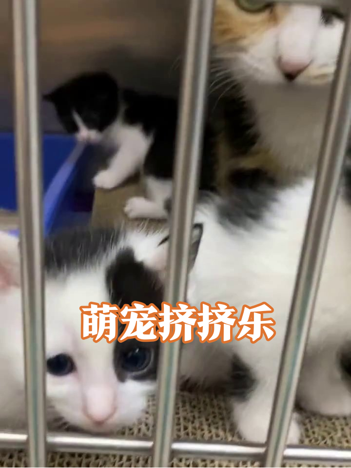 猫妈带娃名场面:小奶猫挤栏杆卖萌,蓝眼睛萌化了