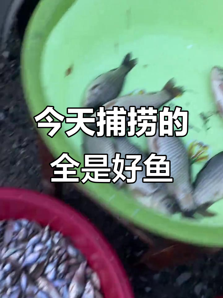 今天的鱼货最全,野生鲫鱼、黑鱼一网打尽
