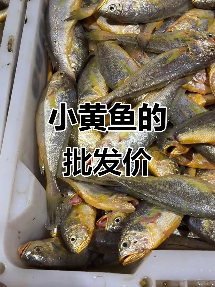小黄鱼新鲜吗?批发价格了解一下