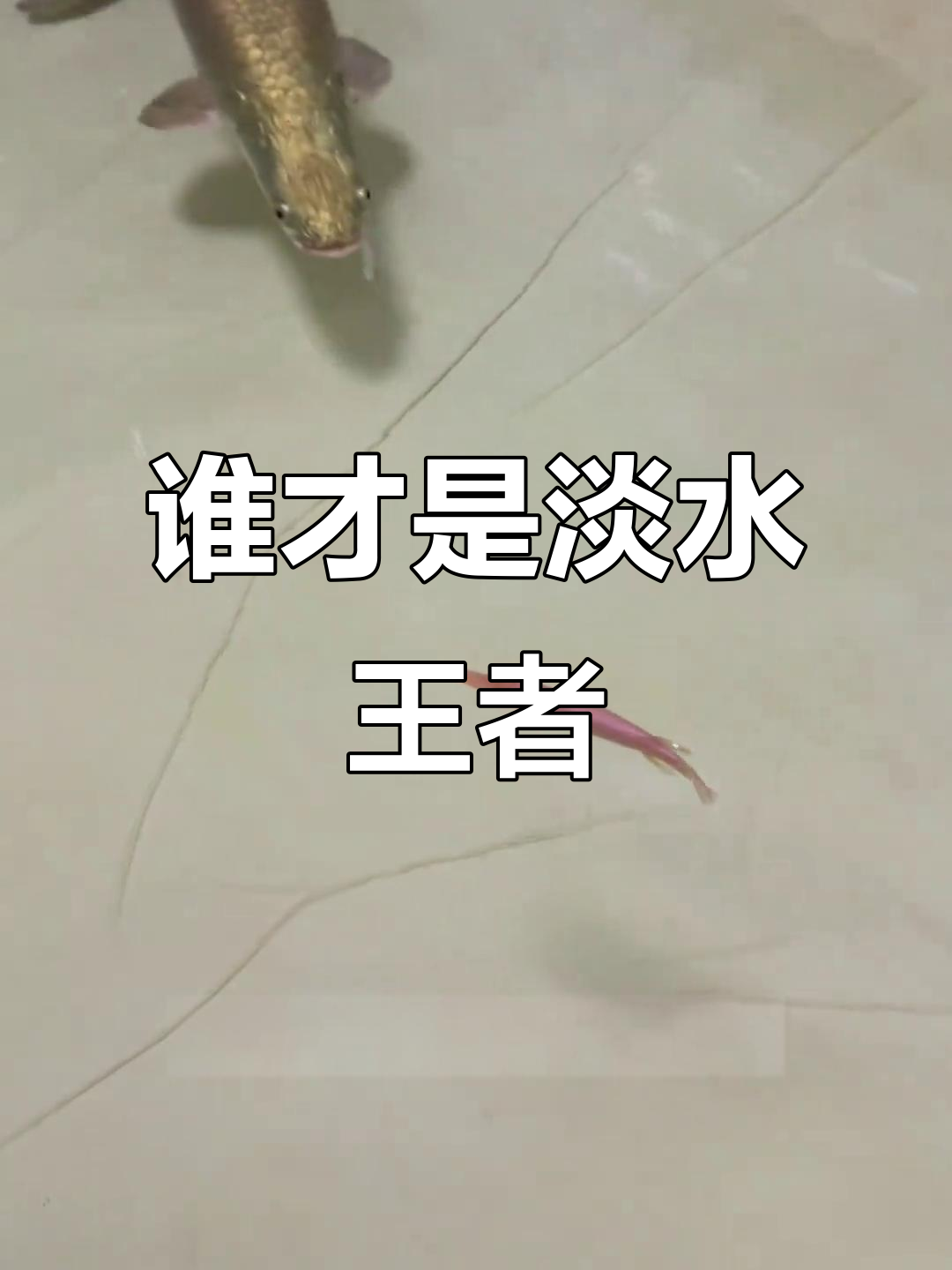 巨骨舌鱼挑战鳄雀鳝，谁能成为淡水之王？