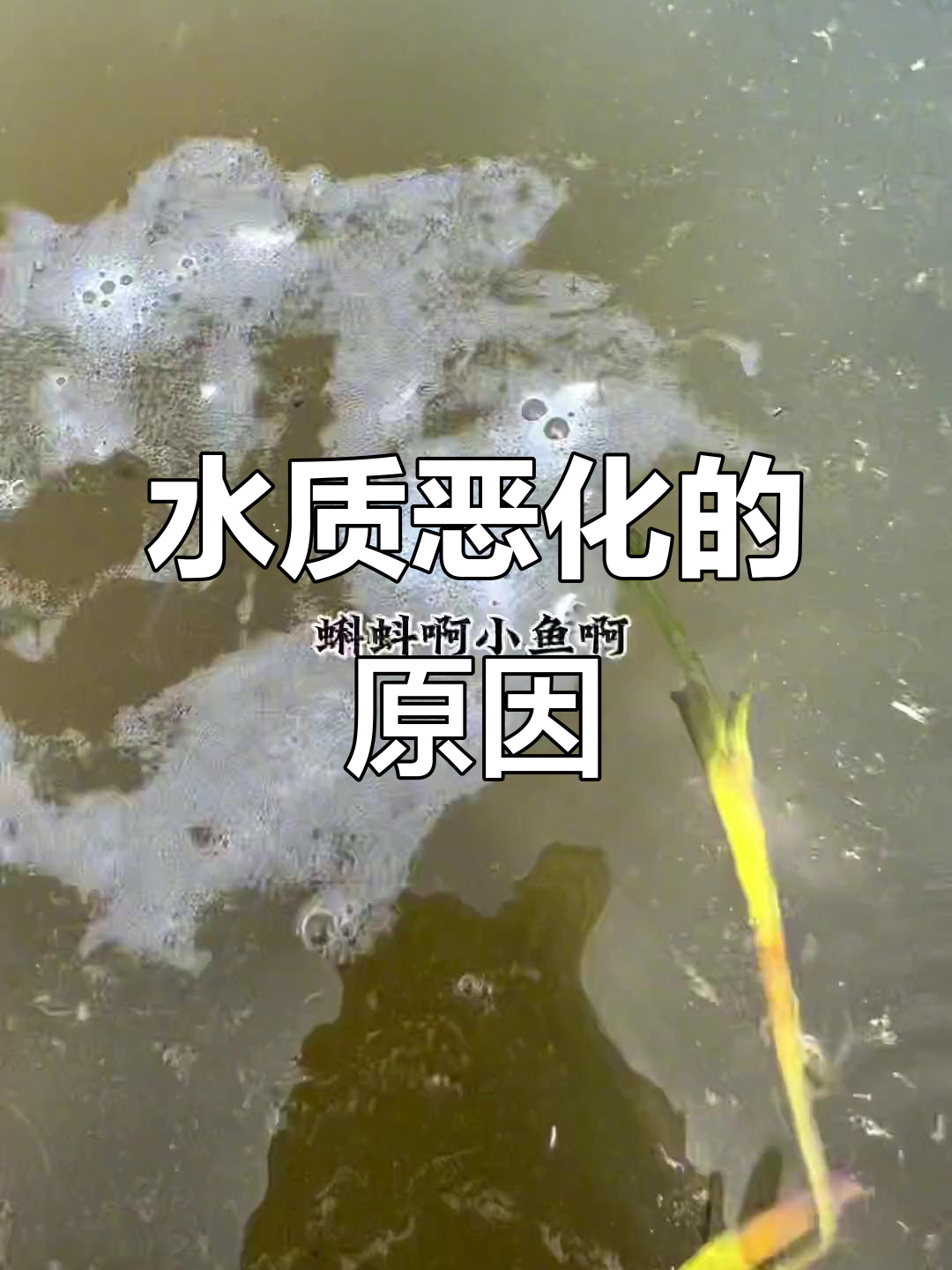 鲫鱼苗吃水花，水质迅速恶化，加州鲈鱼养殖技术揭秘