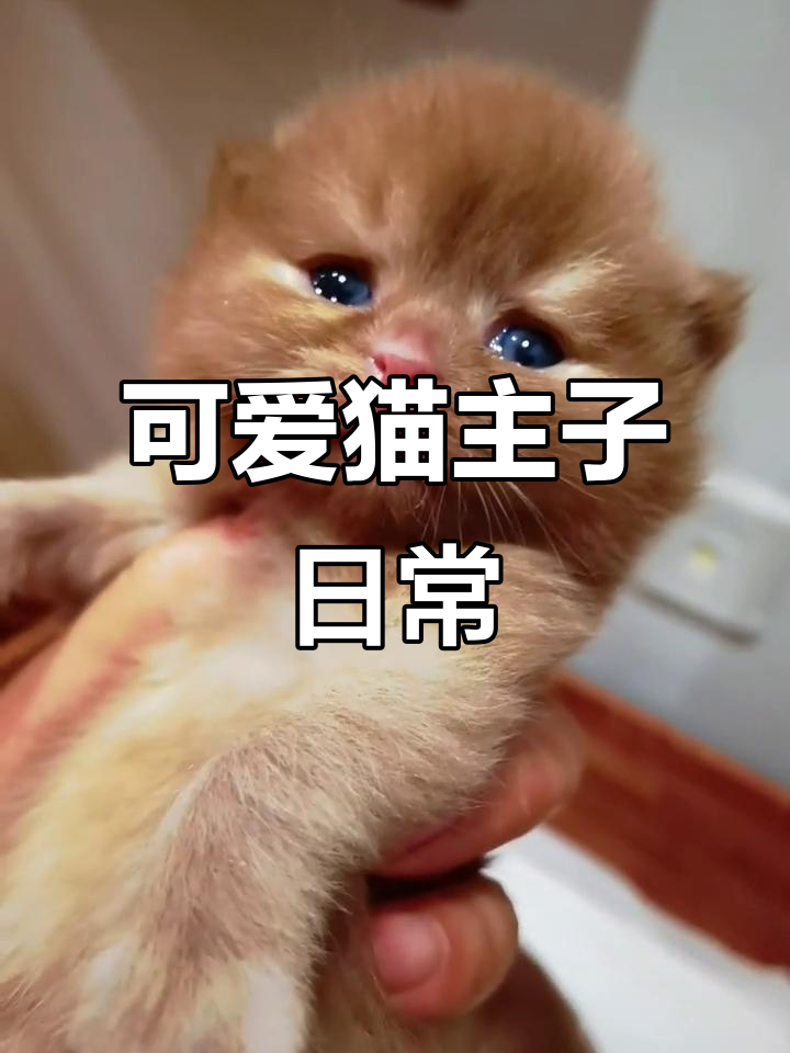 肉桂色猫咪的日常,喷嚏萌翻了!