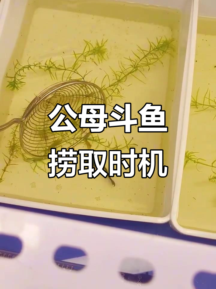 斗鱼繁殖期公母分离技巧,如何判断小鱼苗是否平游