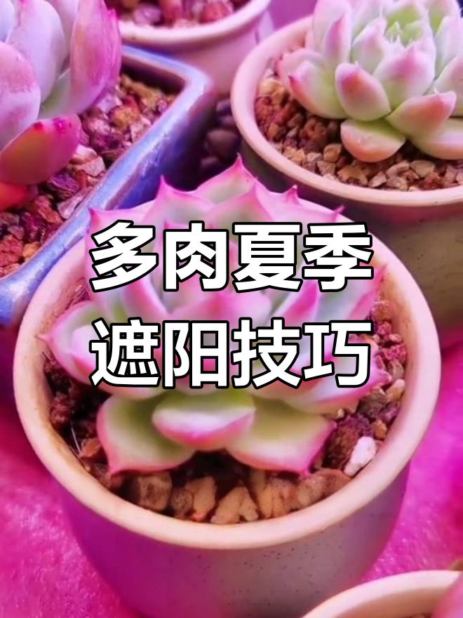 如何选择遮阳网?避免多肉徒长,通风最重要