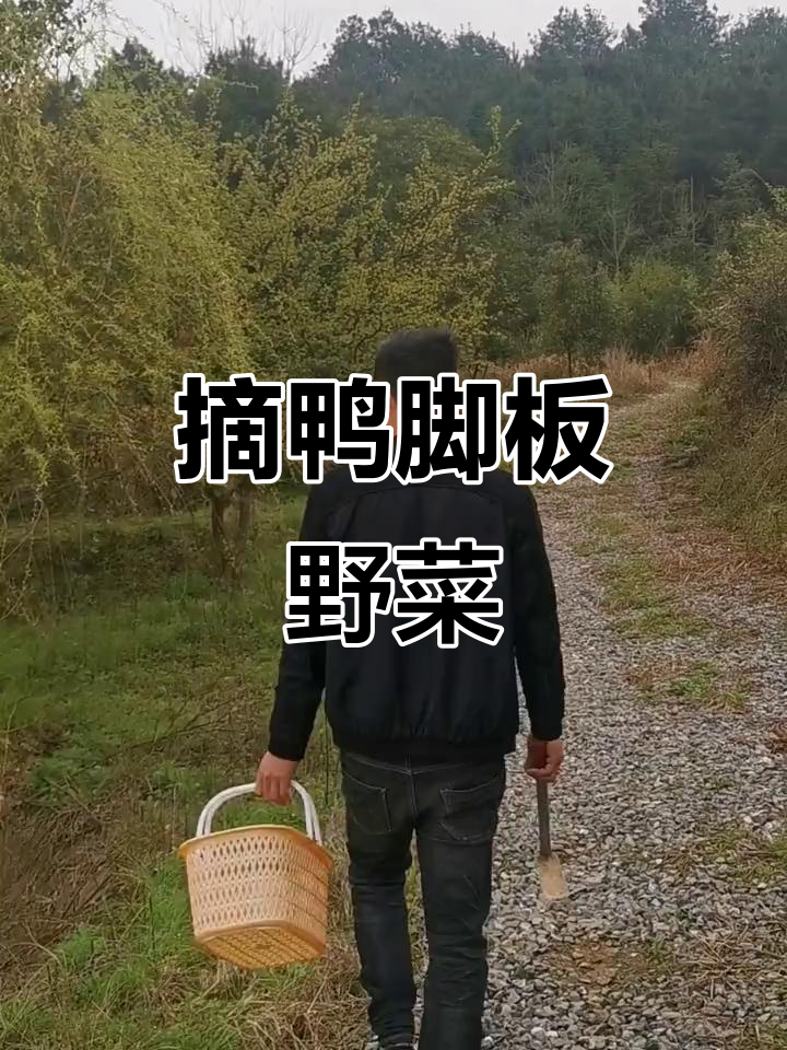 鸭脚板野菜大丰收,农村生活趣事多