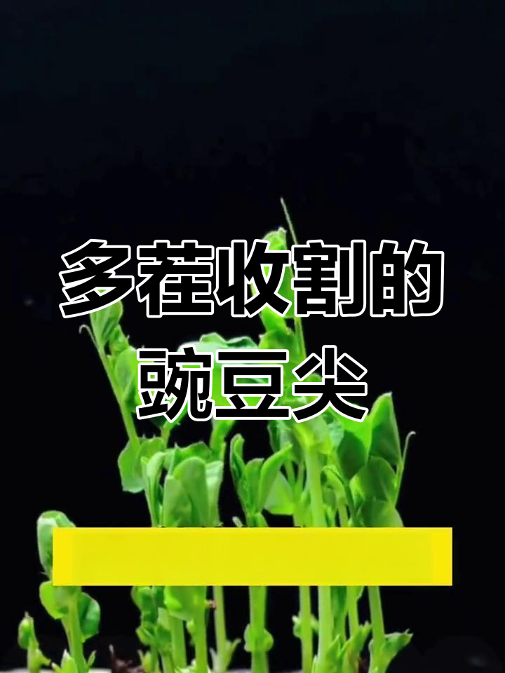 豌豆尖:像韭菜一样多茬采收,耐寒好种,阳台必备蔬菜