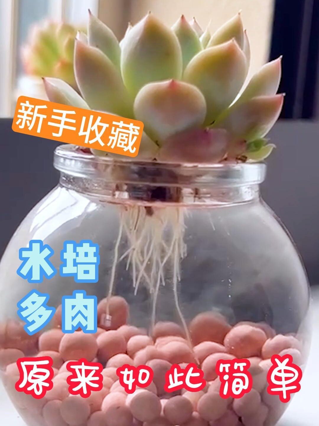 水培多肉怎么养?多肉能不能水培