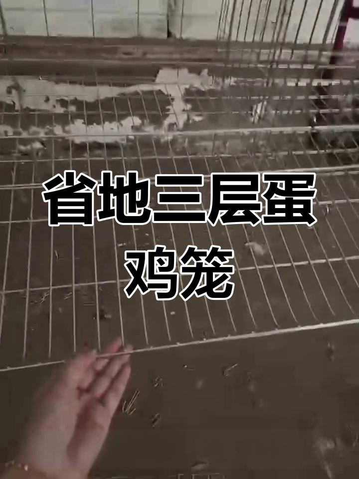 三层蛋鸡笼,节省空间,自动收集鸡蛋,适合家庭养殖