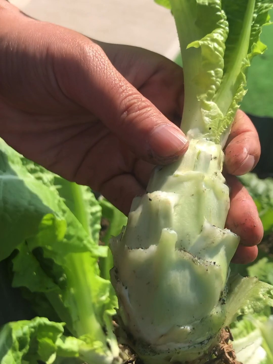 拍一个油麦菜和莴笋的对比视频