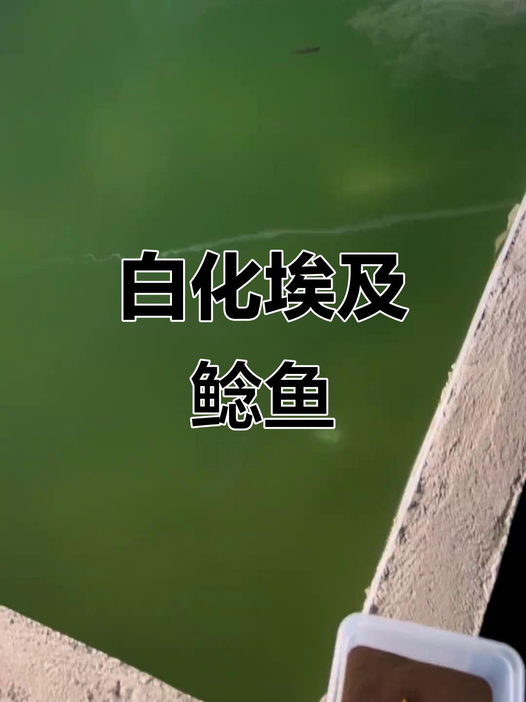 埃及鲶鱼白化变种,四十多公分超惊艳!