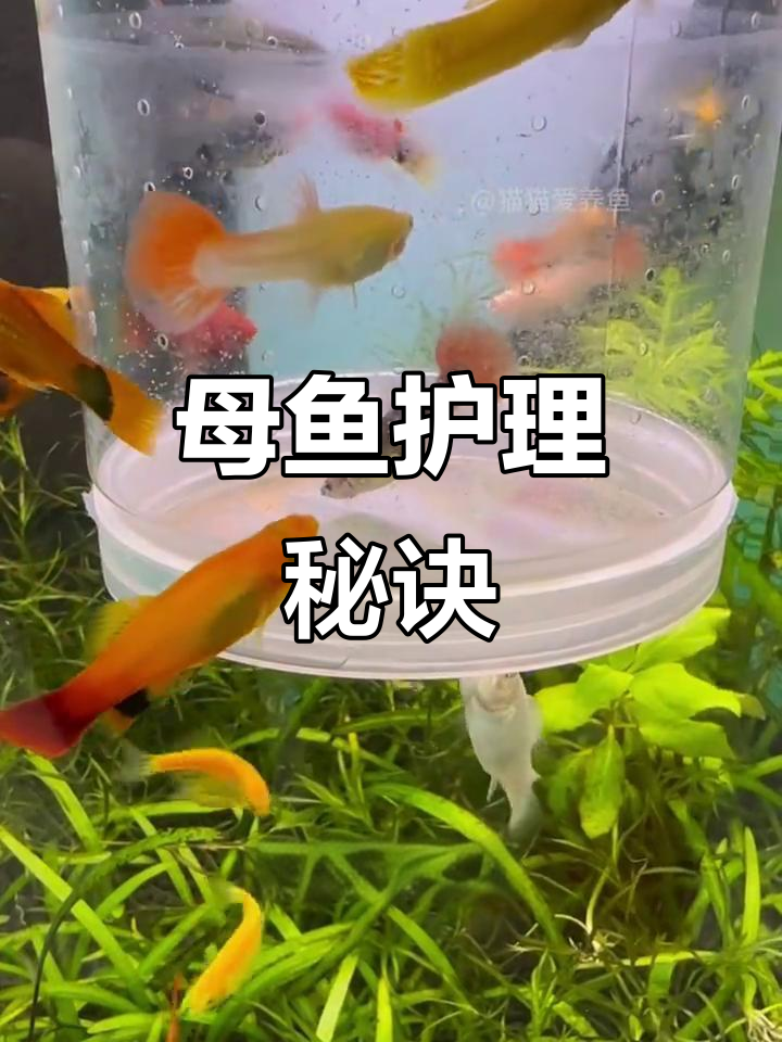 母鱼产后需精心照料,恢复好才能再次繁殖更多小鱼