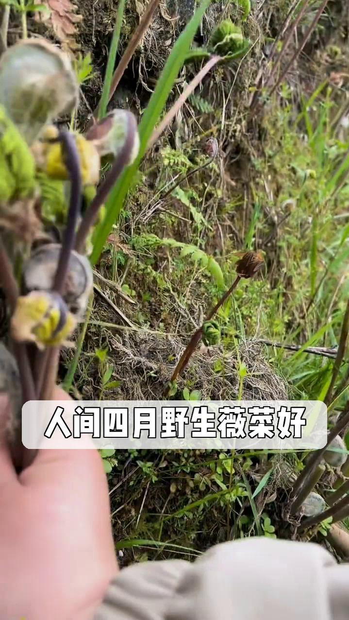 人间四月野生薇菜好