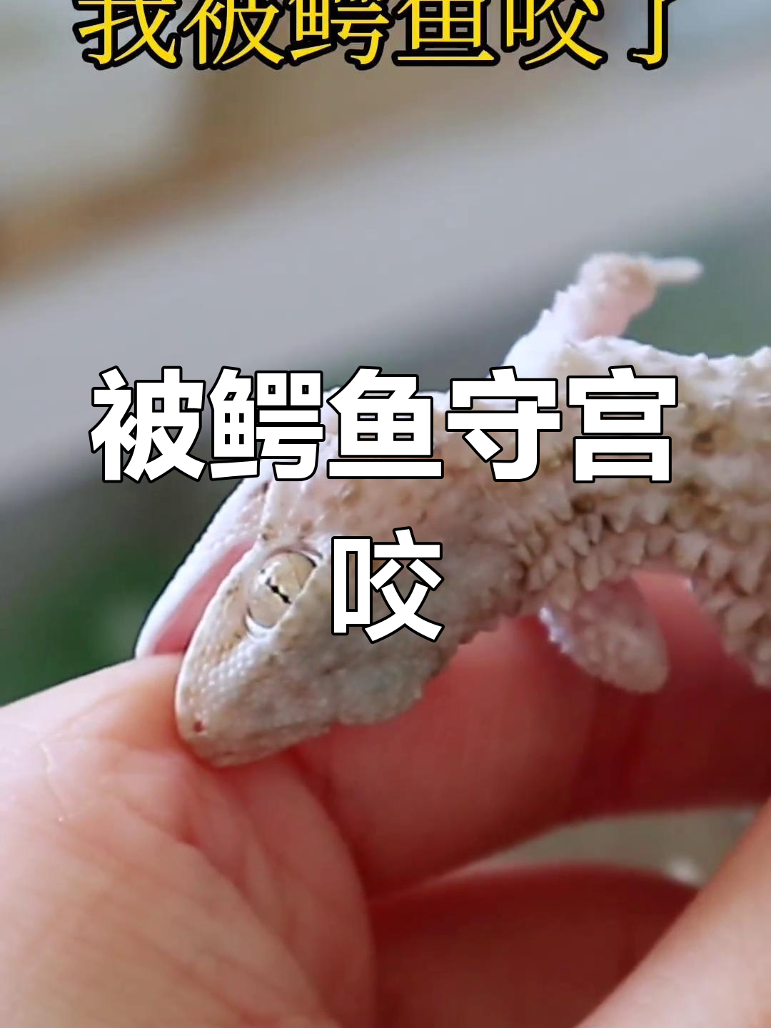 鳄鱼守宫咬人,双尾奇观