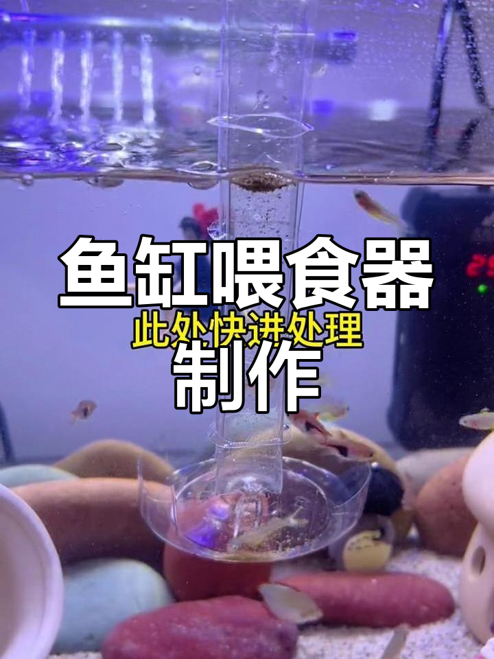 自制鱼缸喂食器完成测试