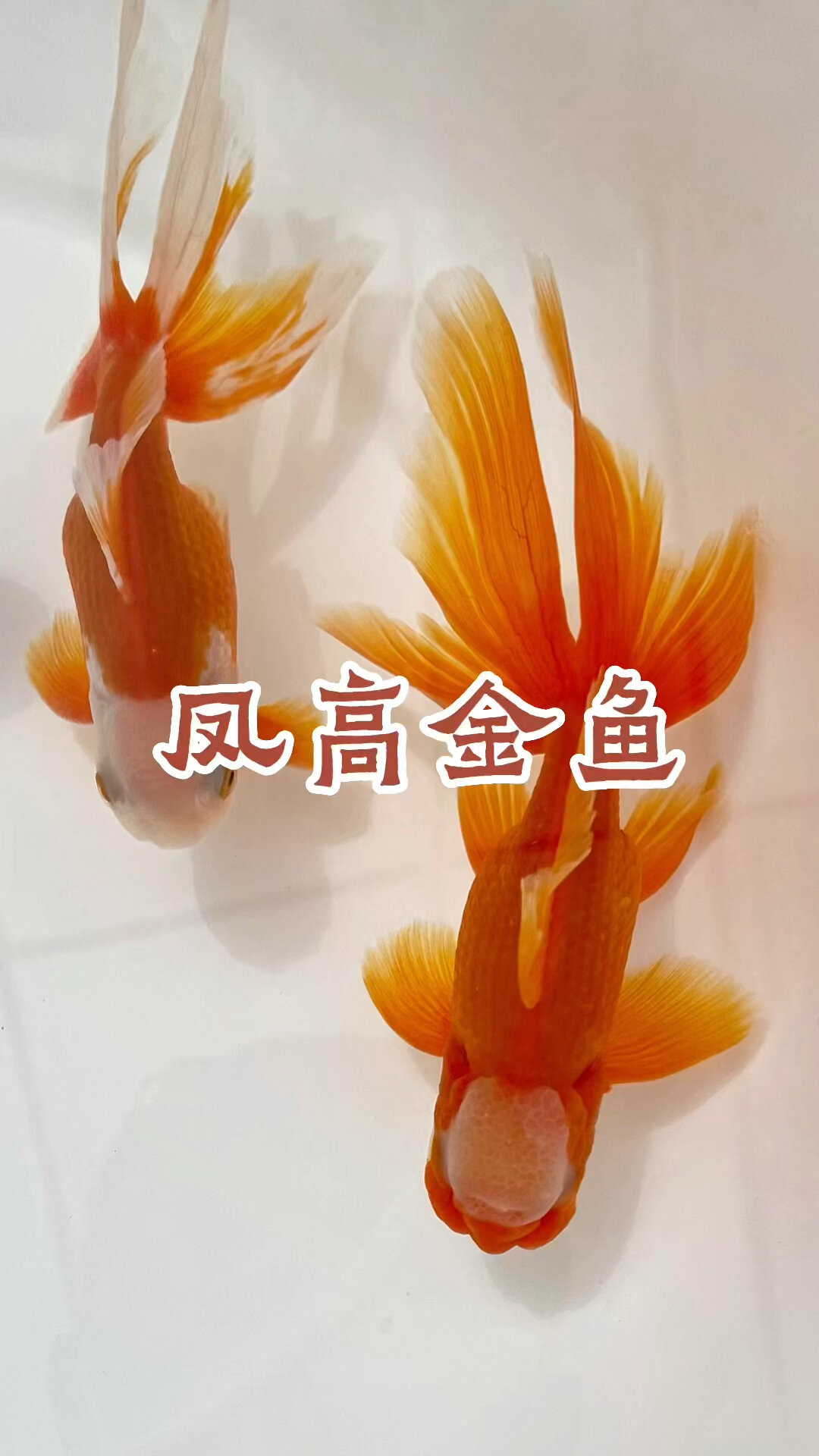 传统金鱼品种凤尾高头简称凤高