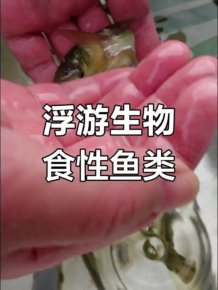 花鲢养殖:从鱼苗到成鱼的成长过程