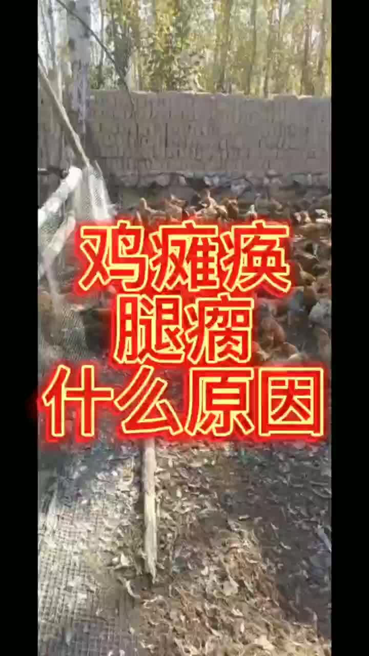 成年鸡突然瘫痪 小鸡瘫痪用什么药治疗