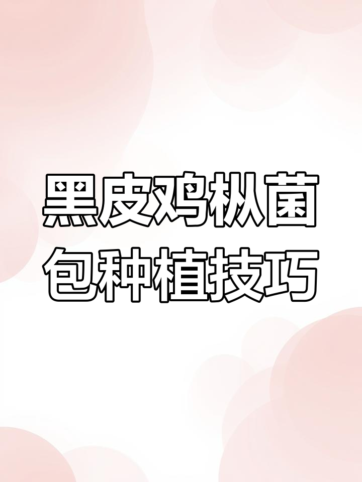 室内外均可种植的黑皮鸡枞菌包,简单易成活