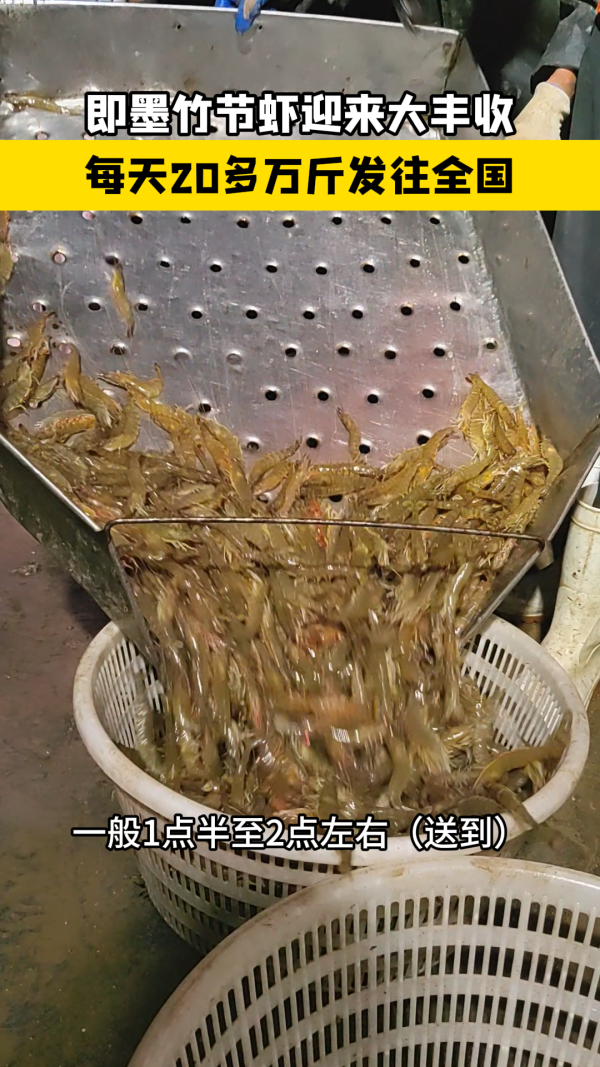 个头大,价便宜!即墨竹节虾大丰收,每天20多万斤发往全国