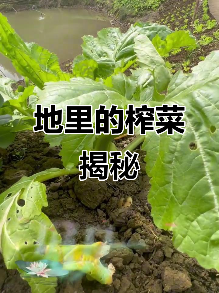 看看榨菜在地里长啥样,原来是这样生长的!
