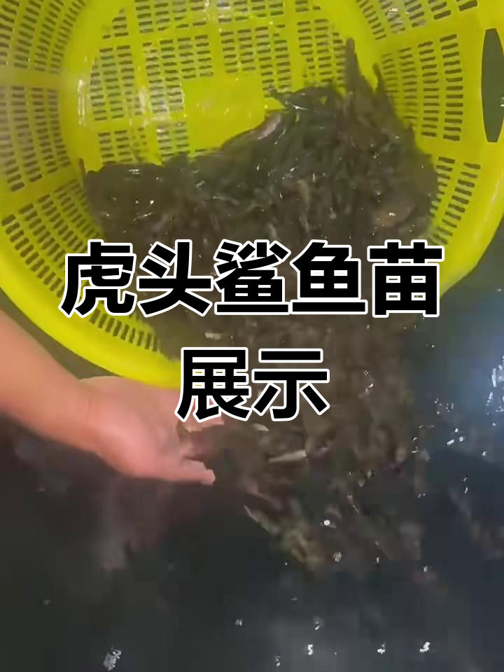 虎头鲨鱼苗活力十足,5-8公分超可爱