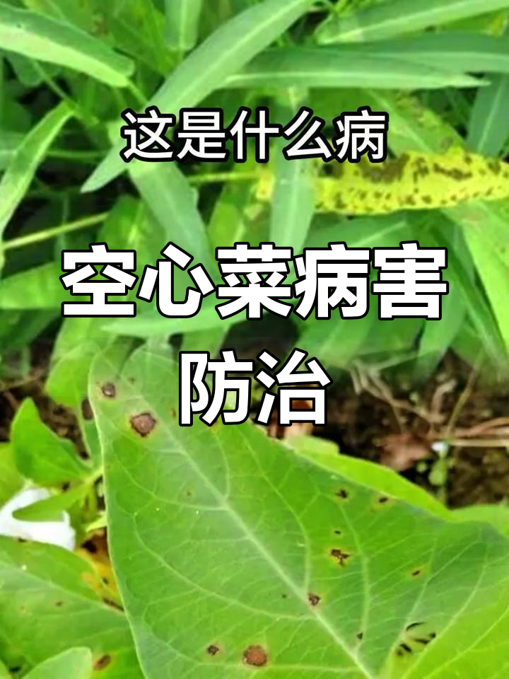 空心菜常见病害及防治方法,农民必看!