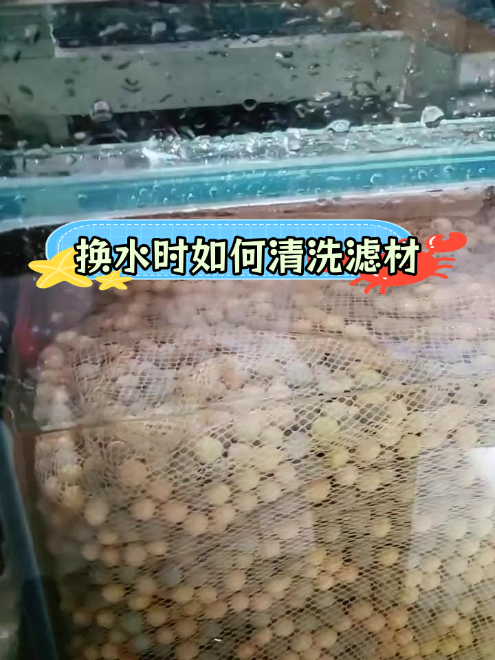 鱼缸换水全攻略,清洗滤材与底滤
