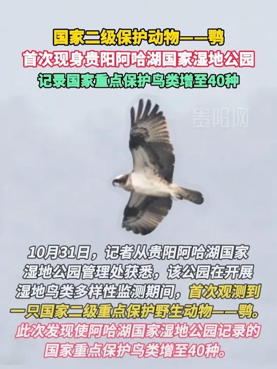 国家二级保护动物——鹗,首次现身贵阳阿哈湖国家湿地公园