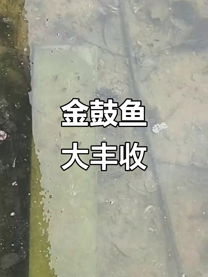 金鼓鱼繁殖期，成群结队超可爱！