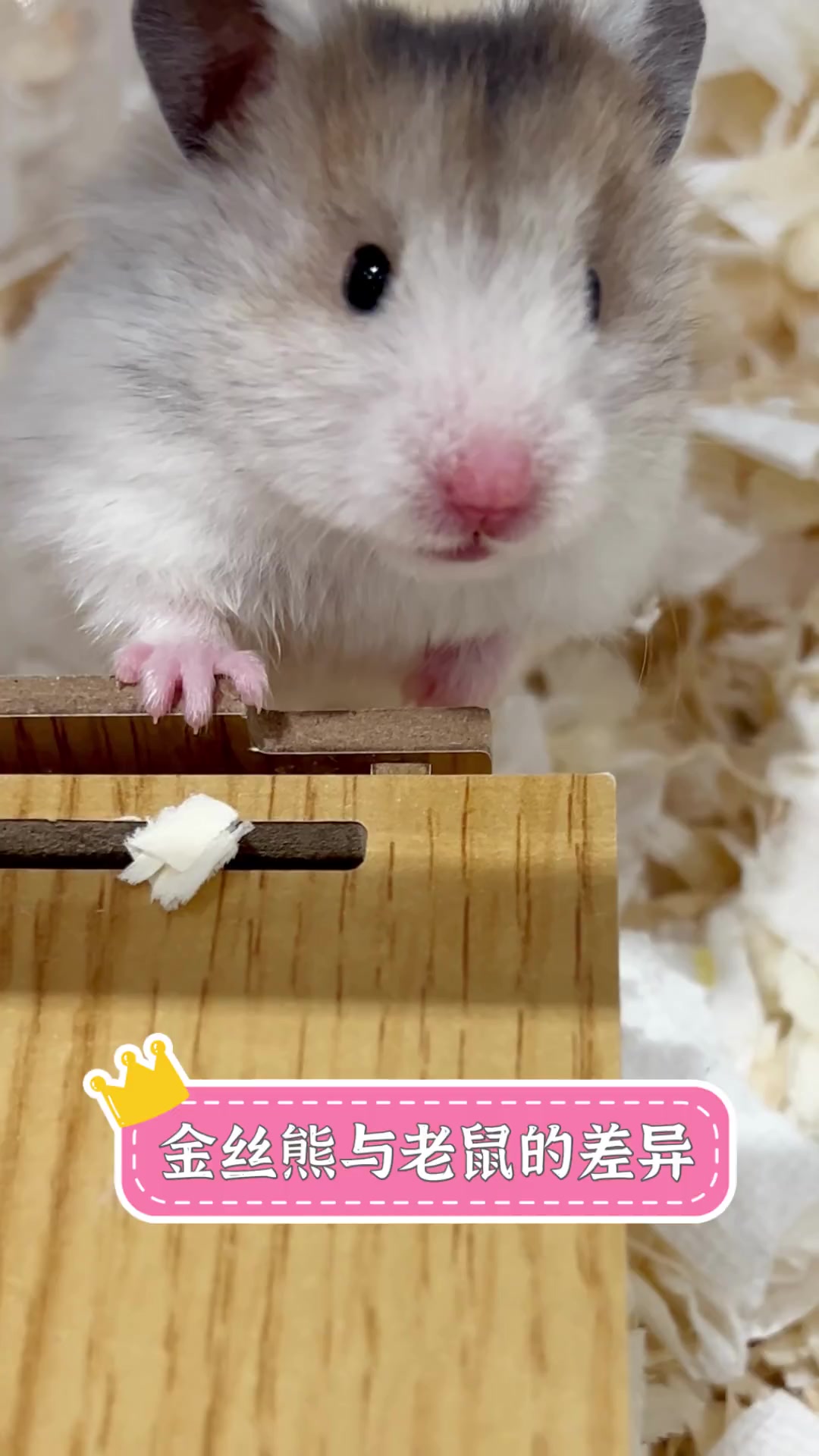 金丝熊与老鼠的差异