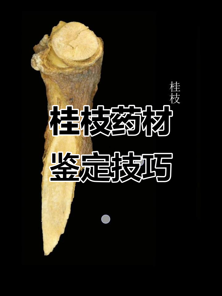 桂枝显微镜下的鉴定特征，轻松掌握药材真伪