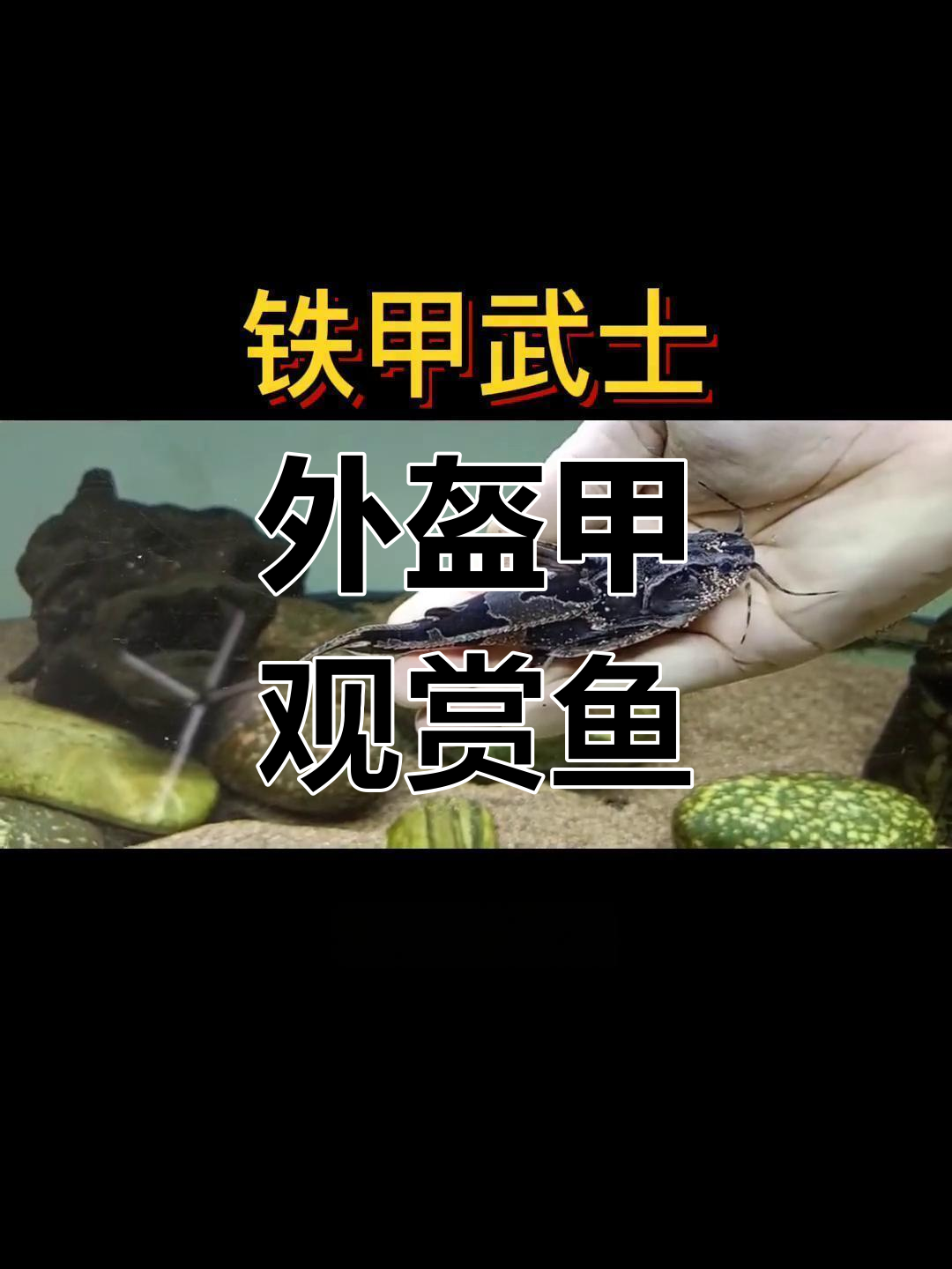 铁甲武士鱼:独特的水族生物