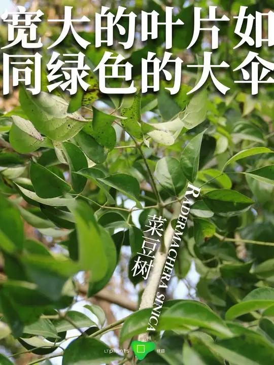 绿图app:景观植物智能顾问|每日植物:菜豆树|宽大的叶片如同绿色的大伞 