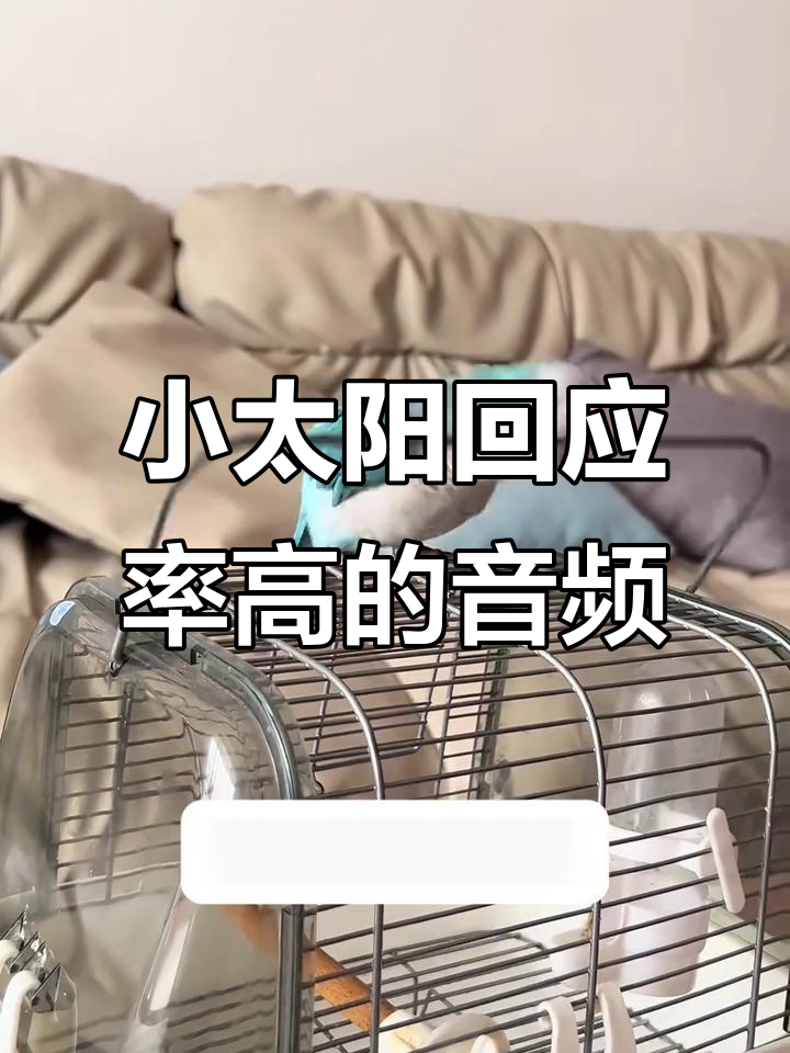 测试发现这两种声音最能吸引和尚小太阳鹦鹉