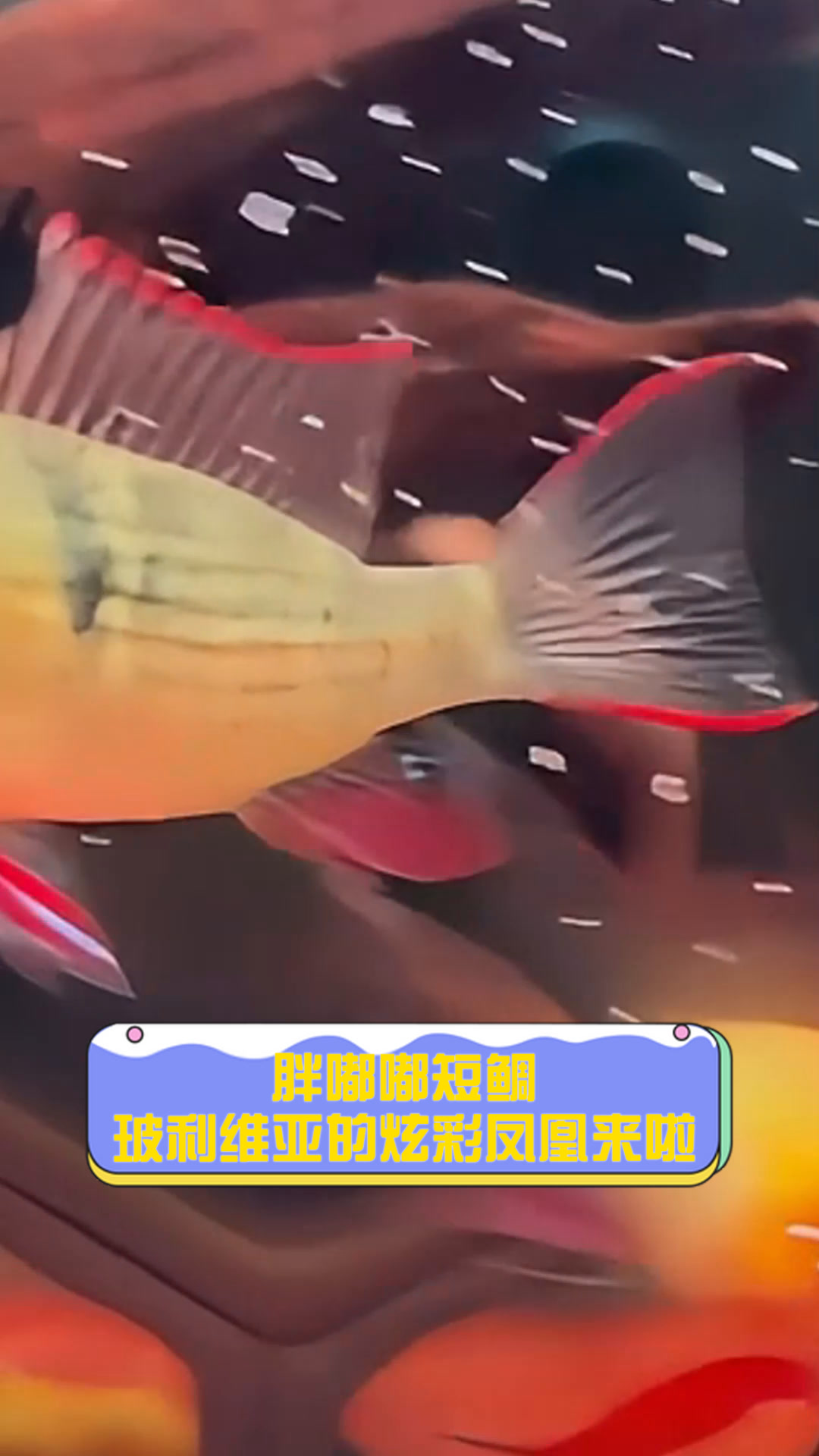 胖嘟嘟短鲷,玻利维亚的炫彩凤凰来啦