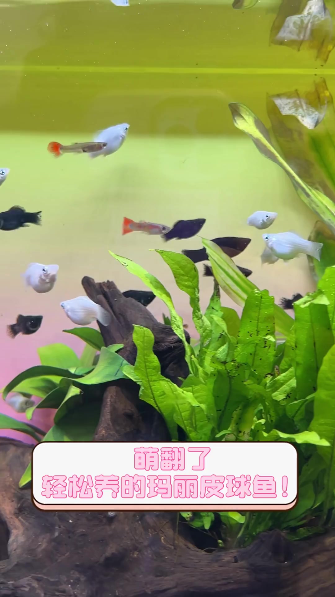 萌翻了,轻松养的玛丽皮球鱼!