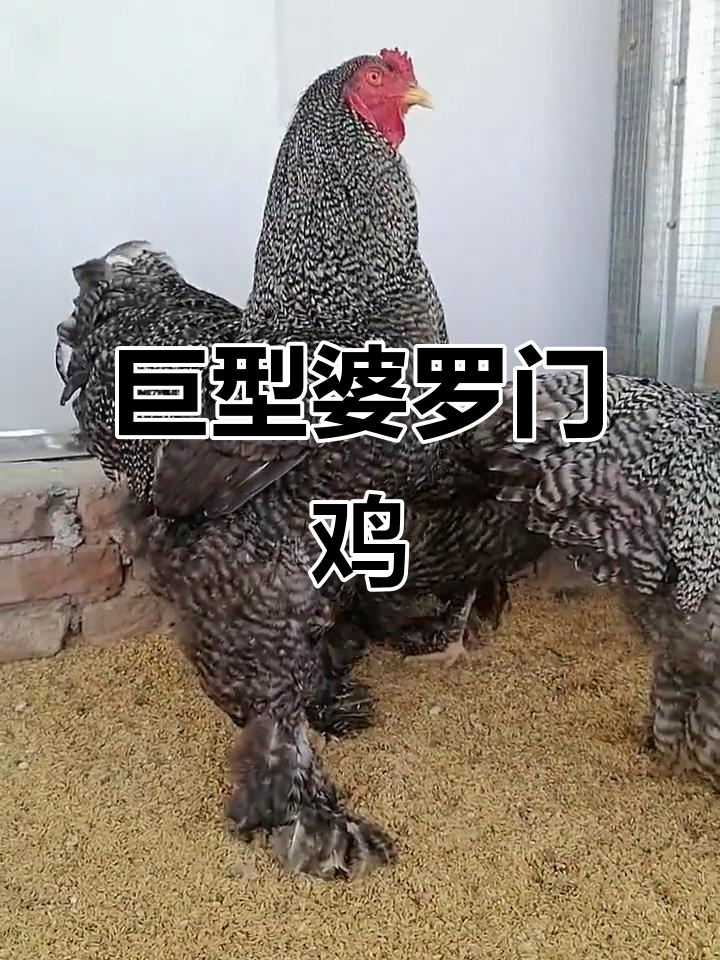 婆罗门鸡:体型堪比白条鸡十倍,竟能长到1.2米高